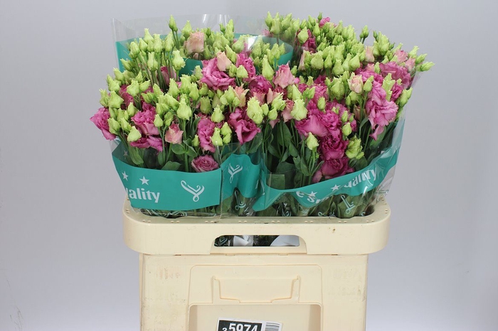 <h4>Eust Du Alissa Rose Pink</h4>