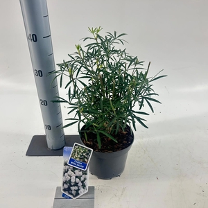 Choisya White Dazzler ('Londaz'PBR)