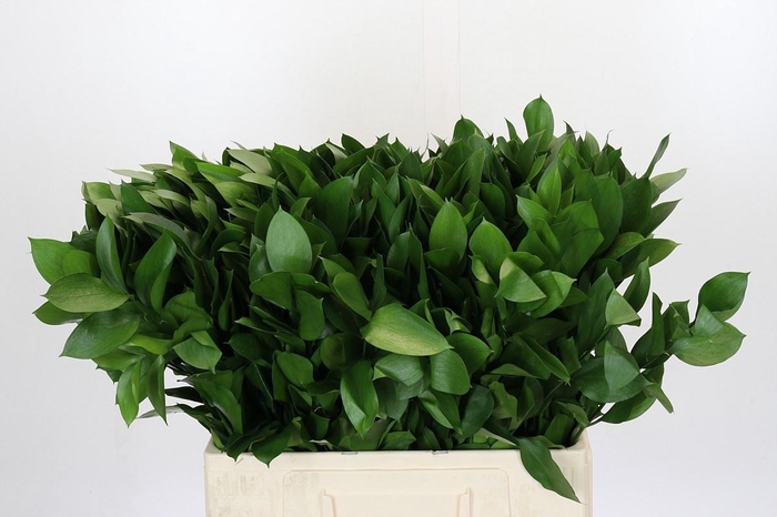 <h4>RUSCUS HYPOPHYLLUM</h4>