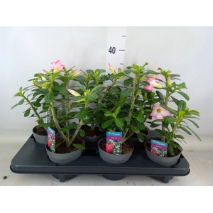 Adenium obesum 'Pinkstar'