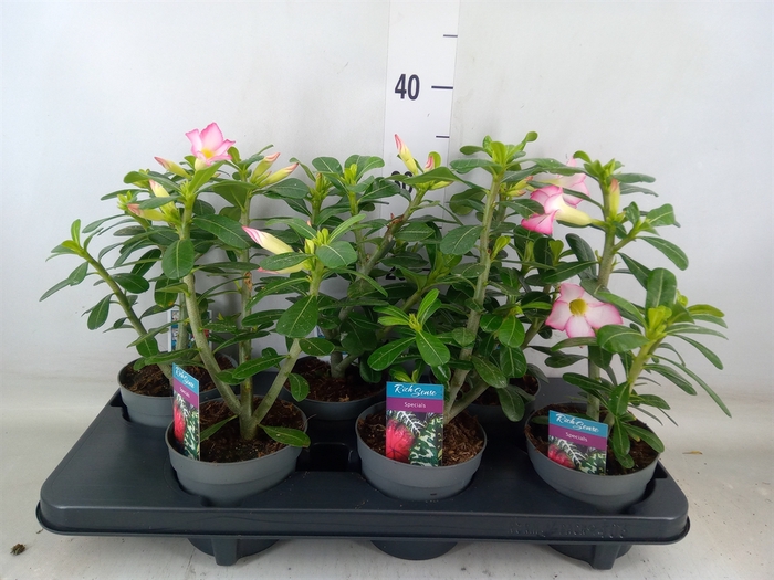 <h4>Adenium obesum 'Pinkstar'</h4>