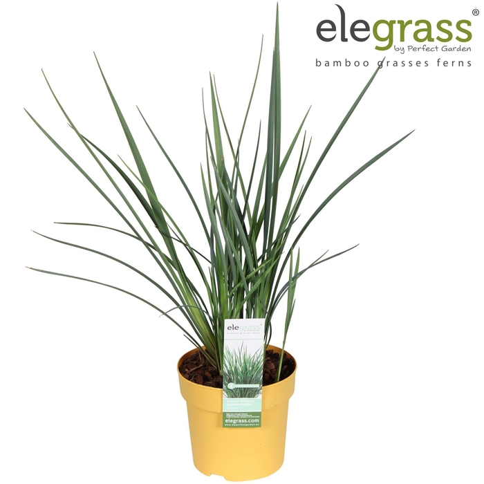 <h4>Dianella caerulea</h4>