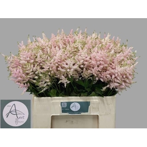 Astilbe Europa