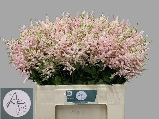 <h4>Astilbe Europa</h4>