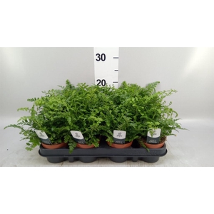 Asplenium  'Parvati'