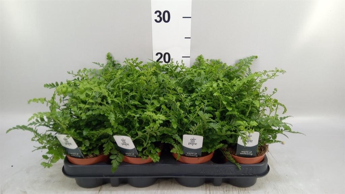 <h4>Asplenium  'Parvati'</h4>