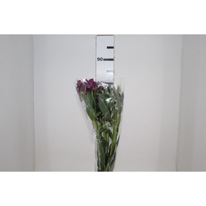 ALSTROEMERIA REAL 080 CM