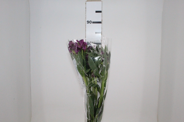 <h4>ALSTROEMERIA REAL 080 CM</h4>