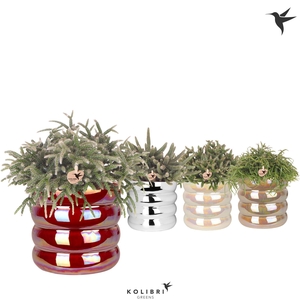 Kolibri Greens Rhipsalis mix in Glow pot mix
