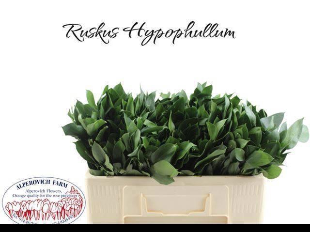 <h4>RUSCUS HYPOPHYLLUM</h4>
