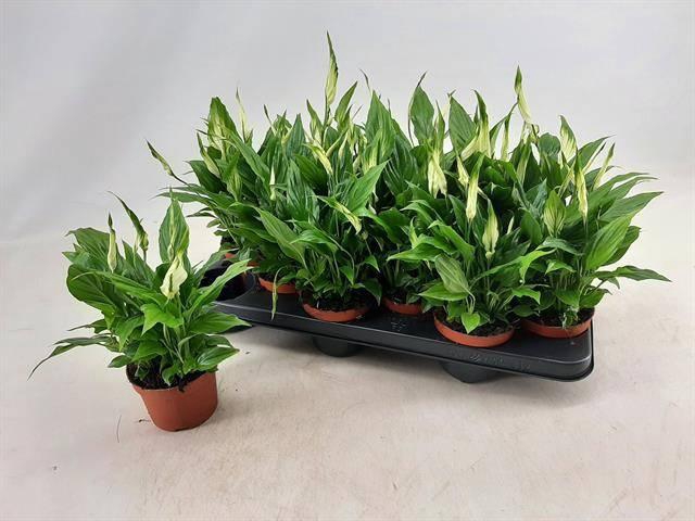 <h4>SPATH CHOPIN</h4>