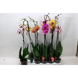 PHAL GEM