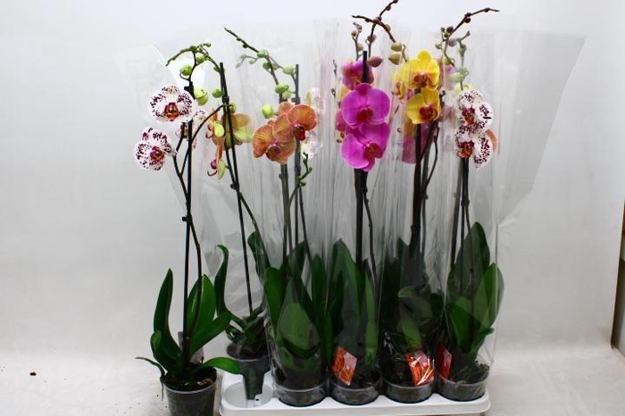<h4>PHAL GEM</h4>