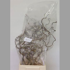 Corylus Av Contorta 60cm