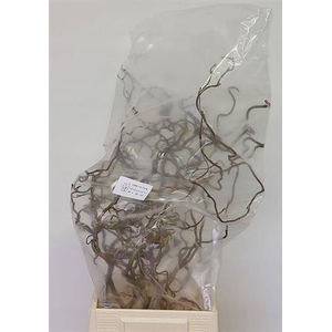 Corylus Av Contorta 60cm