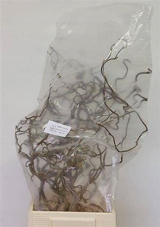 <h4>Corylus Av Contorta 60cm</h4>