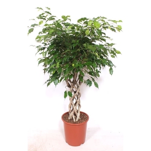 Ficus Exotica