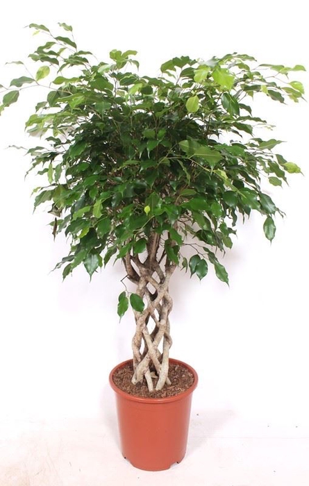 <h4>Ficus Exotica</h4>