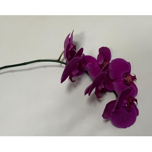 PHAL CHIANGMAI TAK 5-7