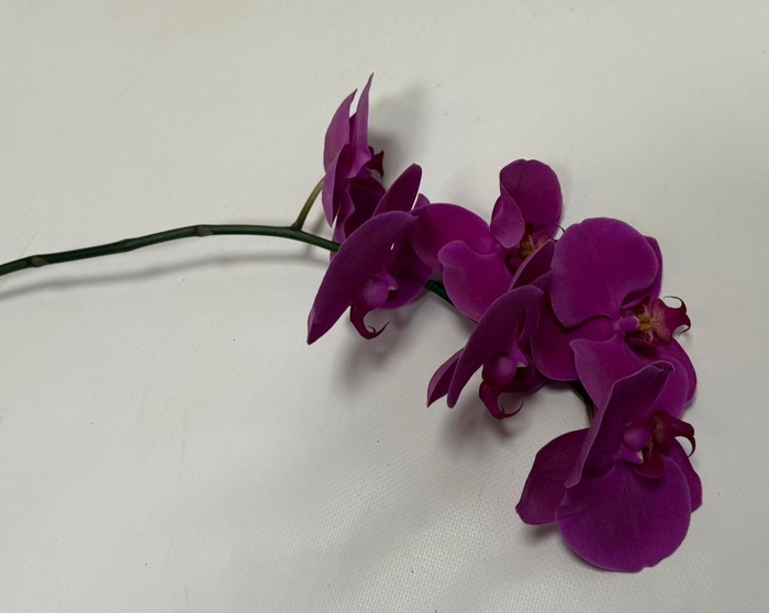 <h4>PHAL CHIANGMAI TAK 5-7</h4>