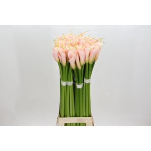 Zantedeschia Eydolls Salmon