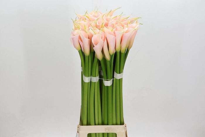 Zantedeschia Eydolls Salmon