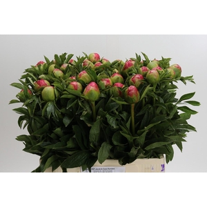 Paeonia Coral Sunset