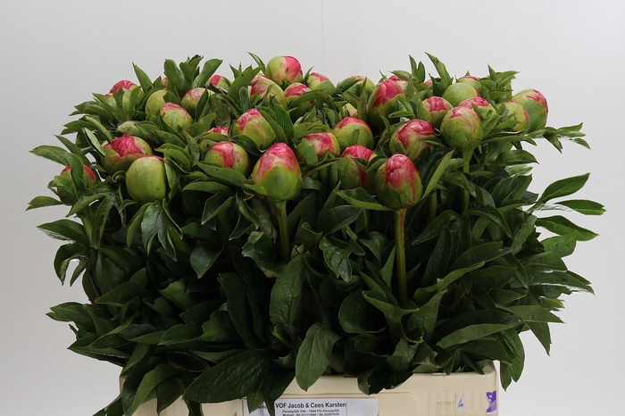 Paeonia Coral Sunset