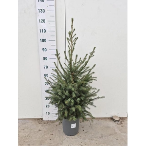 PICEA OMORIKA