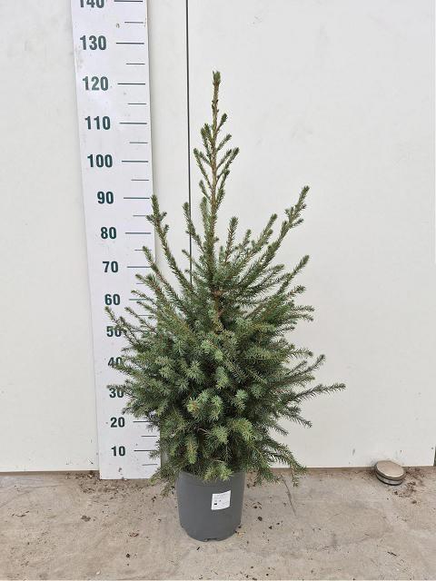 <h4>PICEA OMORIKA</h4>