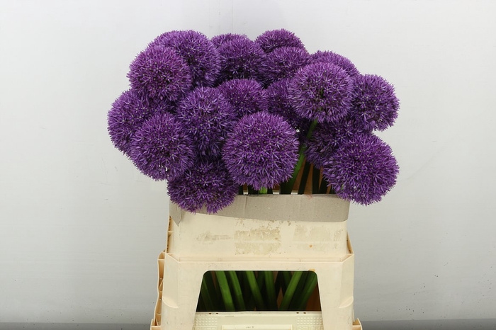 <h4>Allium Grootbloemig</h4>