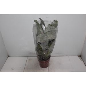 AECHMEA FASCIATA P17