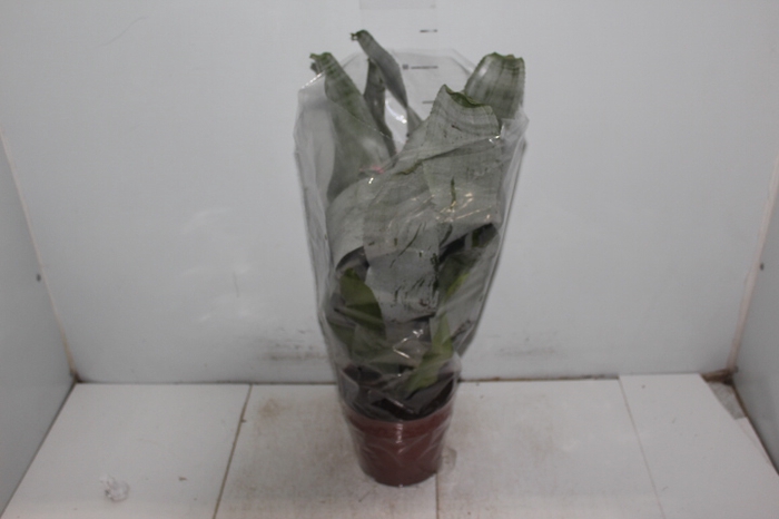 AECHMEA FASCIATA P17