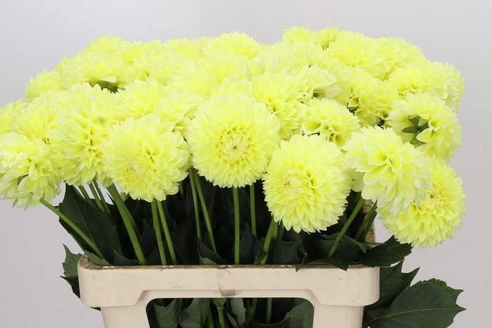 <h4>Dahlia Banana Baby</h4>