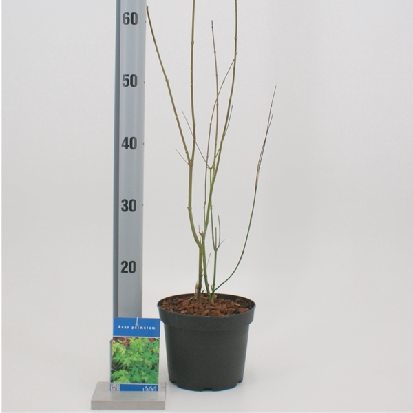<h4>Acer palmatum</h4>