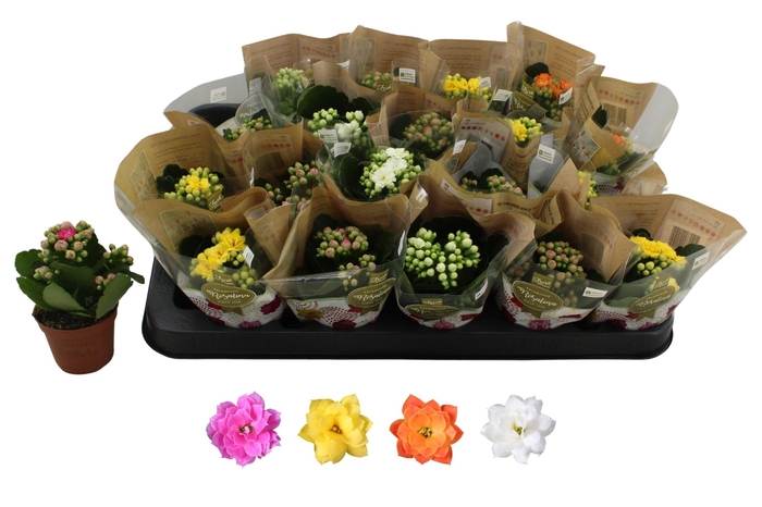 <h4>KAL GE RO GEM 4 KL</h4>