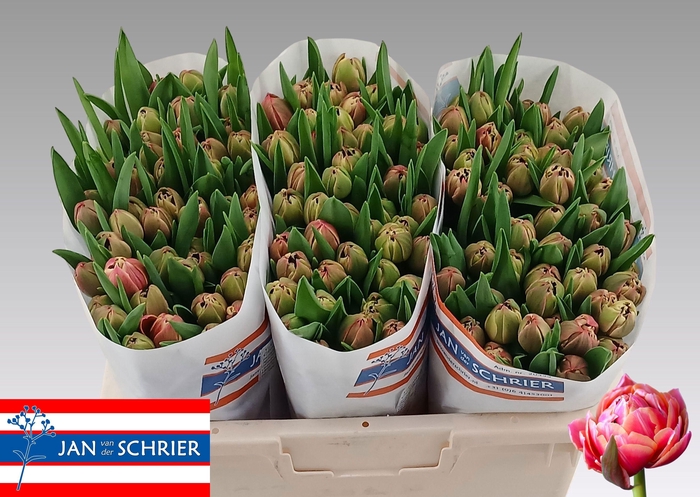 <h4>TU DU COLUMBUS</h4>