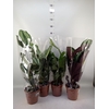Calathea   ...mix