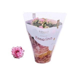 Kalanchoe Rosalina 07cm Royale Alano roze/wit