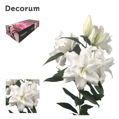 LI ROSELILY DEJIMA 5+ XL Decorum Box