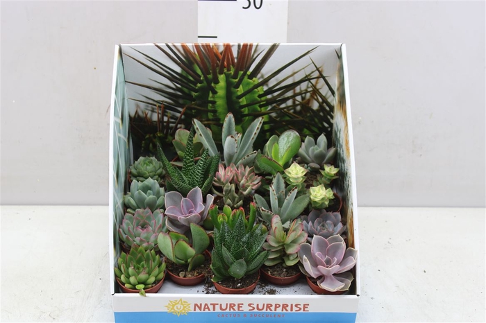 <h4>Succulenten Gemengd Showdoos</h4>