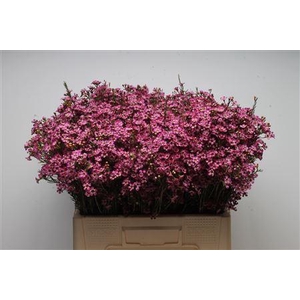 Chamelauc Mb Violet