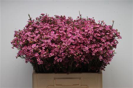 <h4>Chamelauc Mb Violet</h4>
