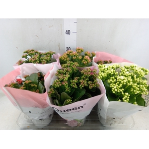 Kalanchoe blos.   ..rosebud mix GR