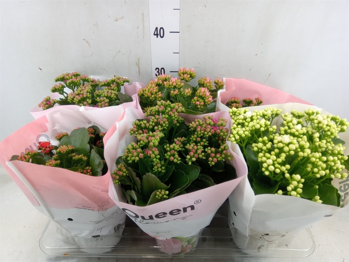 <h4>Kalanchoe blos.   ..rosebud mix GR</h4>