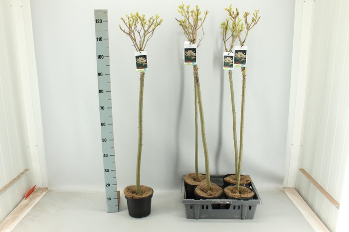 <h4>SALIX IN HAKURO NISH</h4>