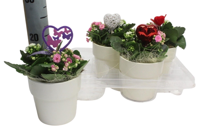 <h4>ARR PL IN SCHAAL</h4>