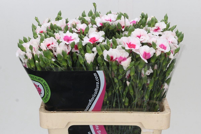 <h4>DI TE SYMPLY CHERRY</h4>