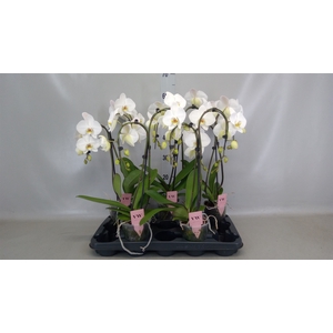 Phalaenopsis   ...white