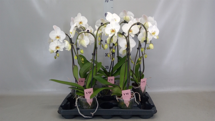 <h4>Phalaenopsis   ...white</h4>